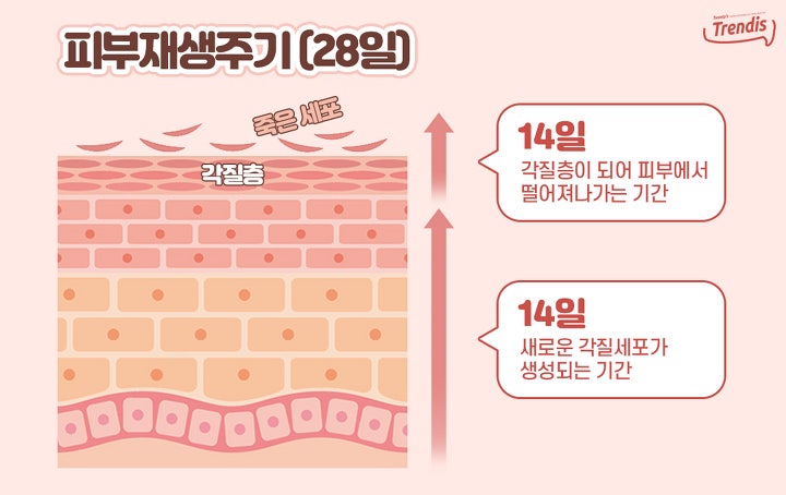 피부 재생이 잘 안 되는 것 같아 고민입니다
