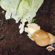 아프리카왕달팽이 키우기, 진짜 궁금한 수명은?