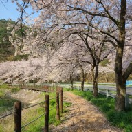 부안 가볼만한 곳, 부안 개암 벚꽃길 걷기