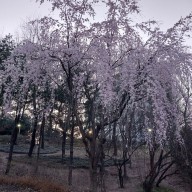 창동 초안산 근린공원 벚꽃 진달래 4월 어느날