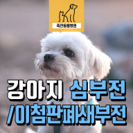 강아지 캑캑거리는 기침! 심부전, 이첨판폐쇄부전증 치료 후기 - 용인 동백 죽전동물병원