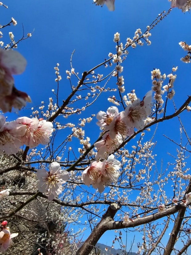 ?src=http%3A%2F%2Fblogfiles.naver.net%2FMjAyNDA1MTJfNjAg%2FMDAxNzE1NDg3NDUwMjA2.m_CrJwwgK5PrbRgc3E9Nh7RJeakaUGZEIT5LX5aij0gg.cNcI7b4felzVKPFD64t_2RTzc0Em0GG3pI9UbZmepW0g.JPEG%2FBandPhoto%25A3%25DF2024%25A3%25DF03%25A3%25DF14%25A3%25DF20%25A3%25DF51%25A3%25DF54.jpg&type=sc960_832