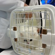 광주 광산구 동물병원 서울앤동물병원 고양이 건강검진