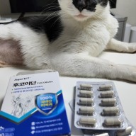 고양이 항암영양제 염증과 면역력에 도움이 되는 슈퍼벳 후코이단