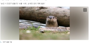 한국-일본 동물원 약속했지만…'천연기념물' 수달, 日 못 간다