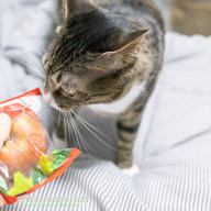 고양이 사과 먹어도 되는 과일 맞아요?
