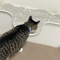고양이 탈취제 화장실모래 똥 오줌 냄새 제거해요