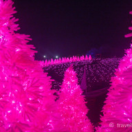 포천 허브아일랜드 핑크 불빛동화축제 입장료 주말 야간 데이트