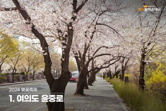 2024 벚꽃 개화시기 및 여의도, 석촌호수 등 벚꽃축제 일정!