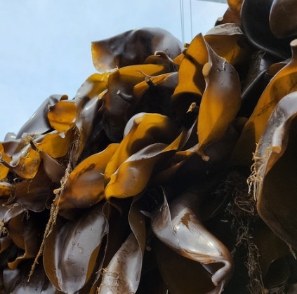 昆布アルギン酸によるコレステロール改善効果 新鮮な昆布