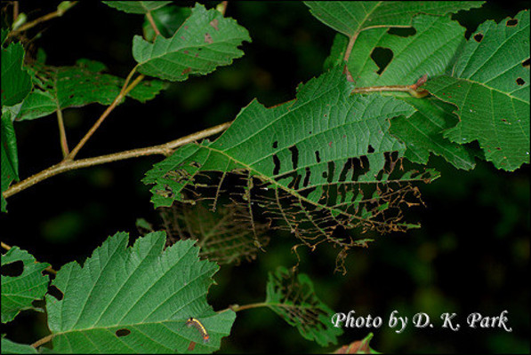 넓적다리잎벌 ? - 유충(오리나무) | 블로그