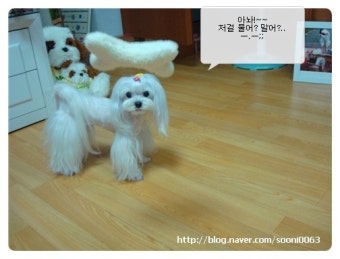 짝퉁 프리스비 선수?..^^