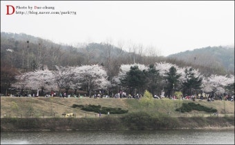 인천대공원은 벚꽃축제중! 비비큐치킨들고 벚꽃놀이 다녀왔어요!!