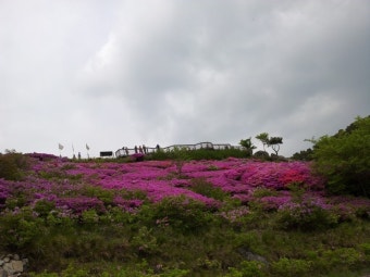부산 백양산 철쭉
