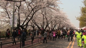 제11회 여의도 봄꽃축제 사진