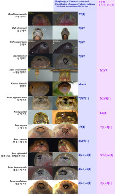 [고생자료] 개구리류 순치 전종 비교 버전 3...... | 카페