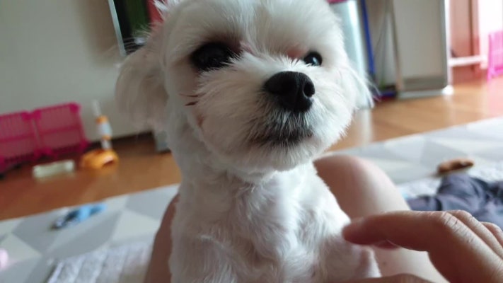 8.17임시 공휴일 확정 ... 사흘 연휴동안 뚜뚜랑 놀고 싶다.. | 블로그
