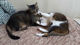 뒤돌아보니까 이렇게 멈춰있던데 너희 뭐하고있었니? (내 추측은 그루밍)