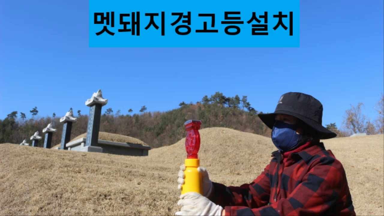 당진시, 신평면 운정리 마을서 동시 출몰한 멧돼지 22마리…대응작령 시행中