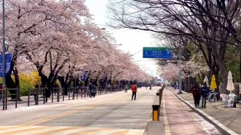 여의도 윤중로 벚꽃 축제 가는길 지하철 주차장 꿀팁
