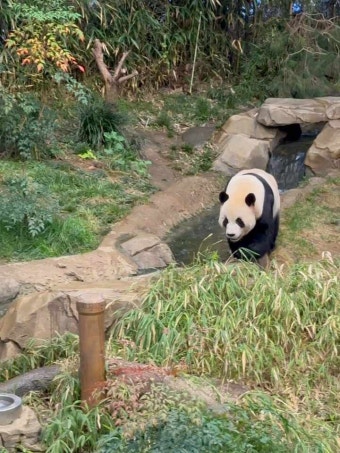 푸바오 보러 에버랜드! 푸바오 잘가 <샤오롱바오보다 좋은 푸바오> 푸바오 빨리 보는 꿀팁 공개!!