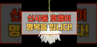 신사동 호랭이 사망 숨진 채 발견 이유는 뭘까 인스타!