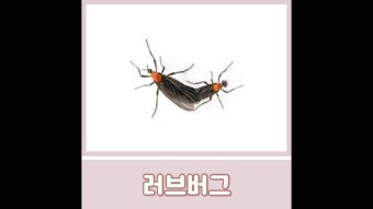 러브버그(사랑벌레) 확산 이유 예방 대처법