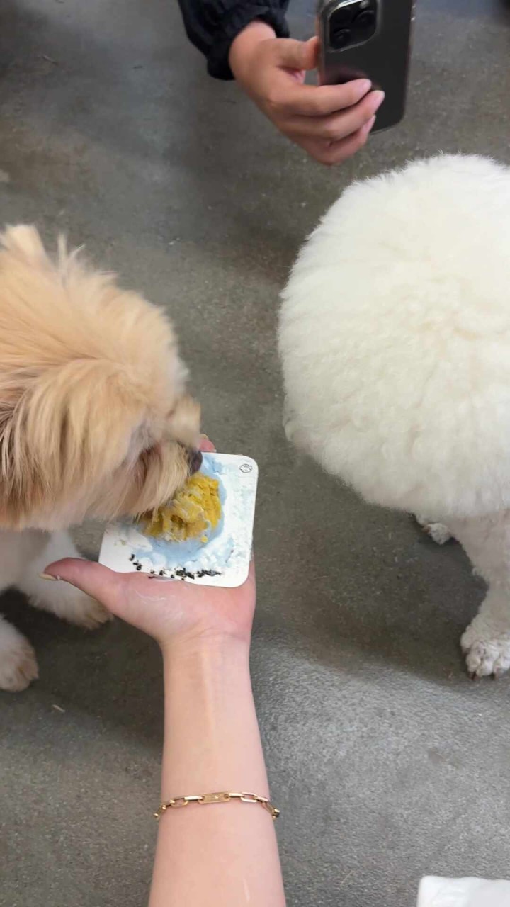 댕킷 강아지케이크 상세 이미지 2