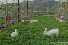 충주 사과시험장에 토끼 방사