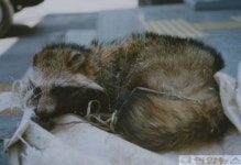 올가미에 걸린 너구리 구조