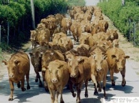 농협, 한우 올해 첫 방목