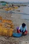백합조개 줍기 한창