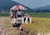 경북 첫 벼베기