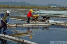 염전서 소금 만들기 한창-①