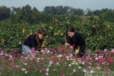 코스모스 어우러진 `귤림추색