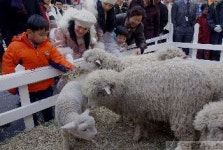 명동거리의 양 목장