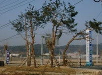 속리산 도로 변 소나무 가로수