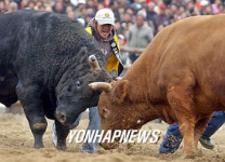 한.일 싸움소 격돌