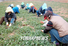 사진-00>꽃 축제 앞두고 유채단지 손질 분주