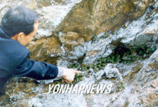 서산서 대규모 고란초 군락 발견