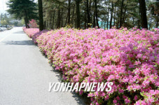 산업단지 도로변에 활짝 핀 철쭉