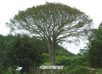 고사위기 처한 천연기념물