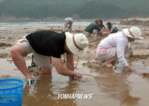 바지락 캐는 피서객