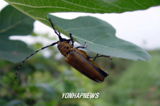 뽕나무하늘소 피해 현장 포착