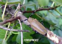 뽕나무하늘소 피해 현장 포착