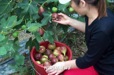 탐스런 무화과 수확 한창