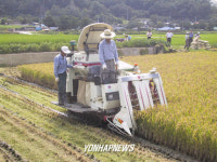 경북 첫 벼베기