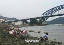 통영대교 아래 조개캐기