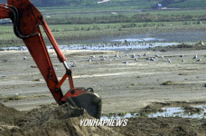 갈매기 놀이터로 변한 농경지