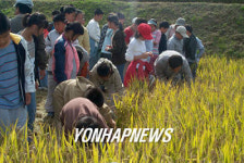 벼 수확은 이렇게...